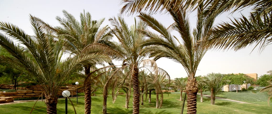 Date Palm