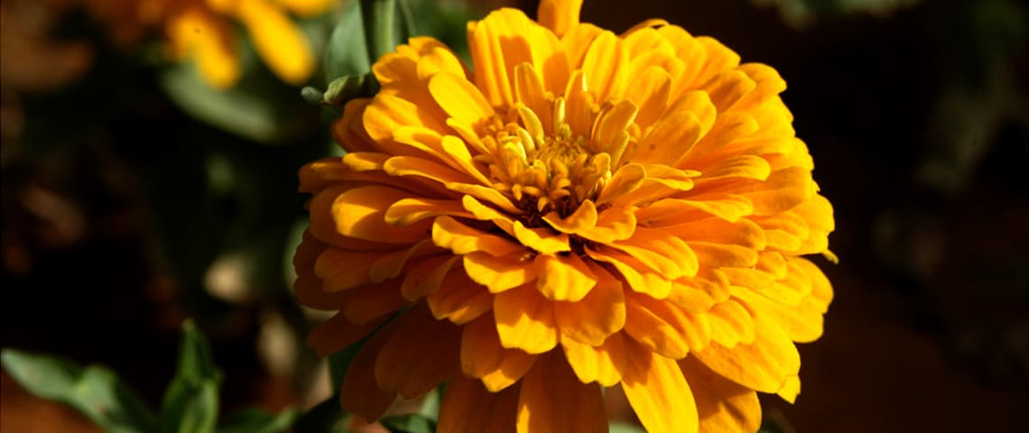 zinnia