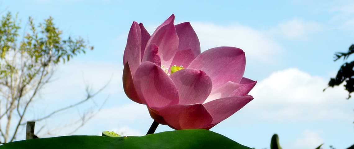 East Indian Lotus, Sacred Indian Lotus