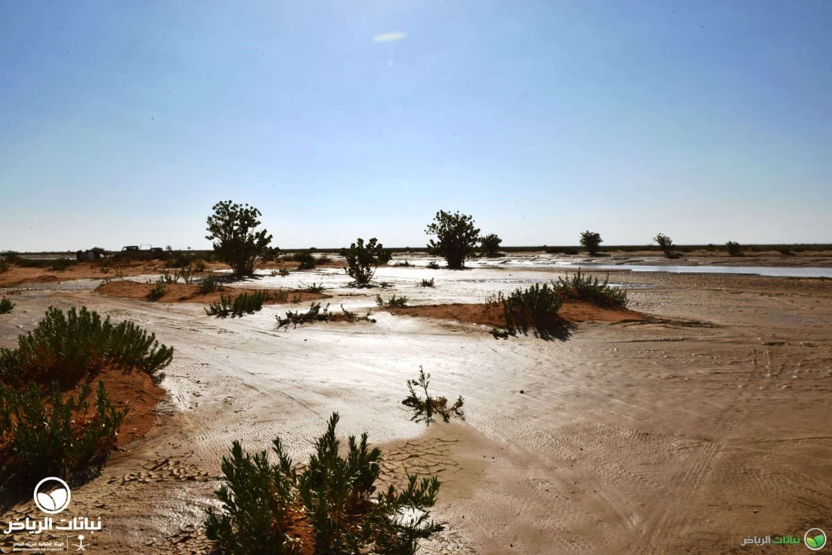 King Abdulaziz Reserve